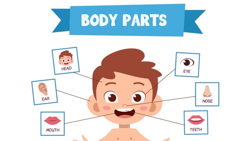 YLEnglish exam Starter Body vocabulary